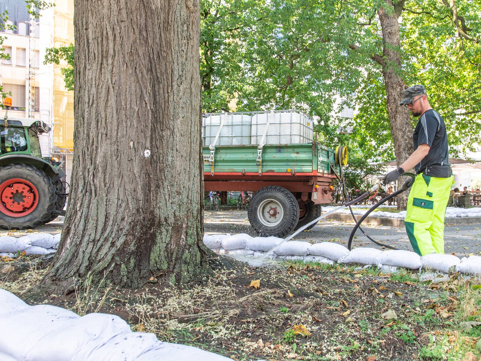 Ein Mann bewässert mit einem Gartenschlauch einen Straßenbaum