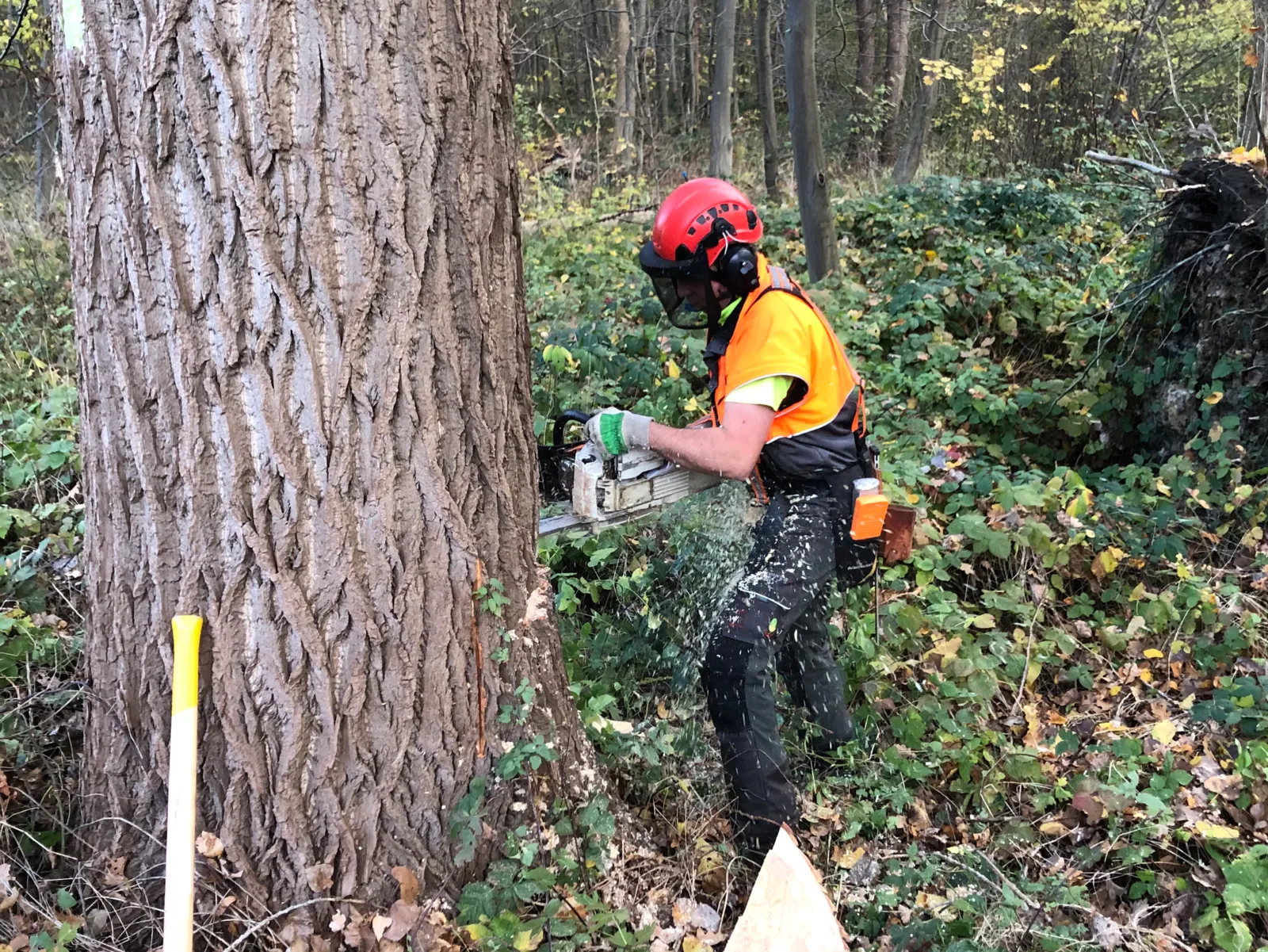 Mann im Wald, der mit einer Kettensäge einen Stamm absägt. 
