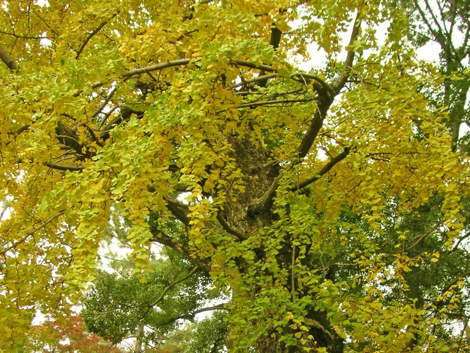 Ausgewachsener Ginkgo-Baum im Herbst