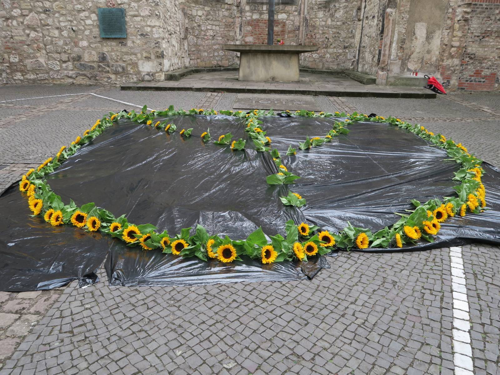 Friedenssymbol für nukleare Abrüstung: Sonnenblumen als "Peace"-Zeichen.