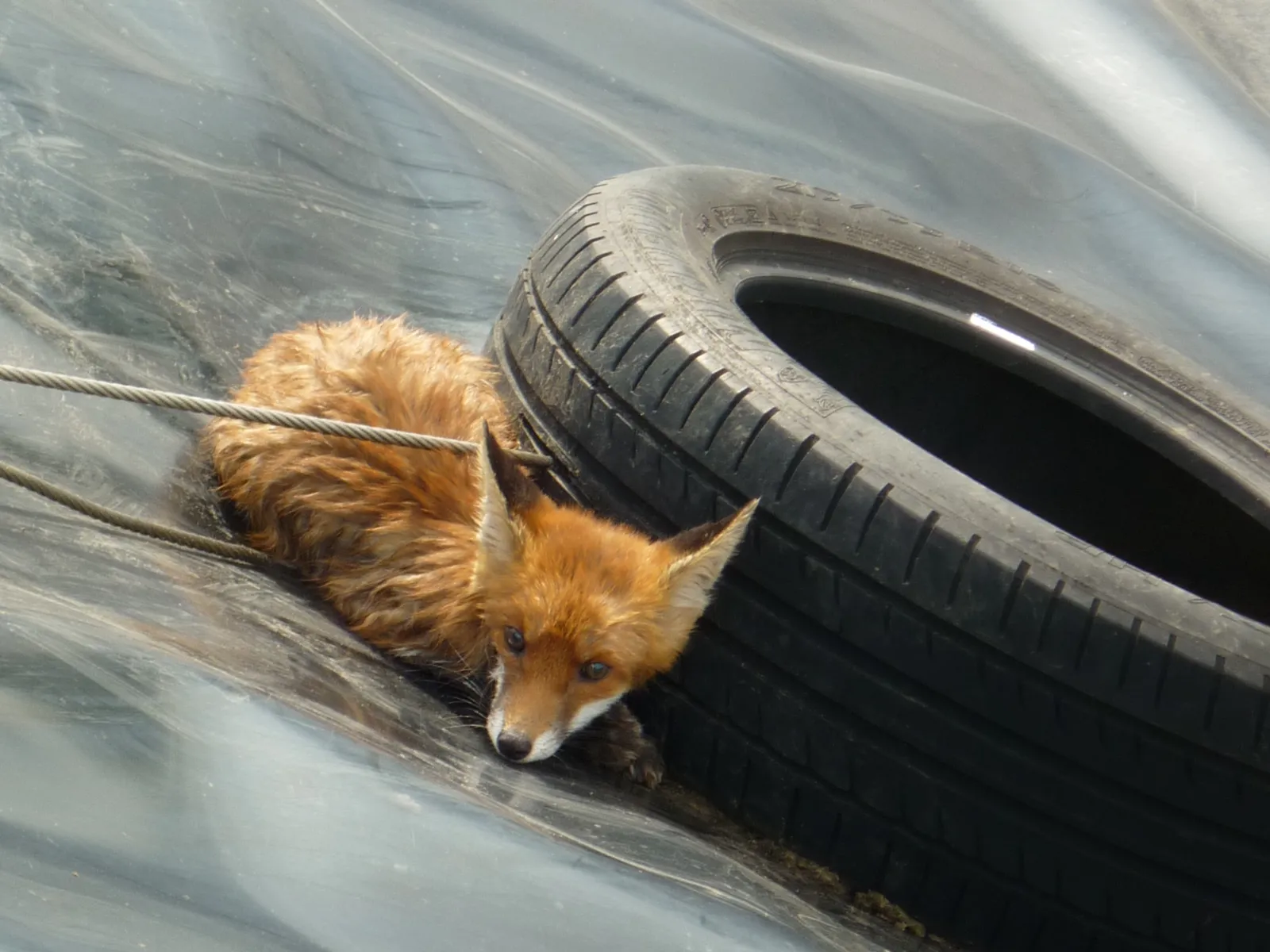 Fuchs im Regenrückhaltebecken