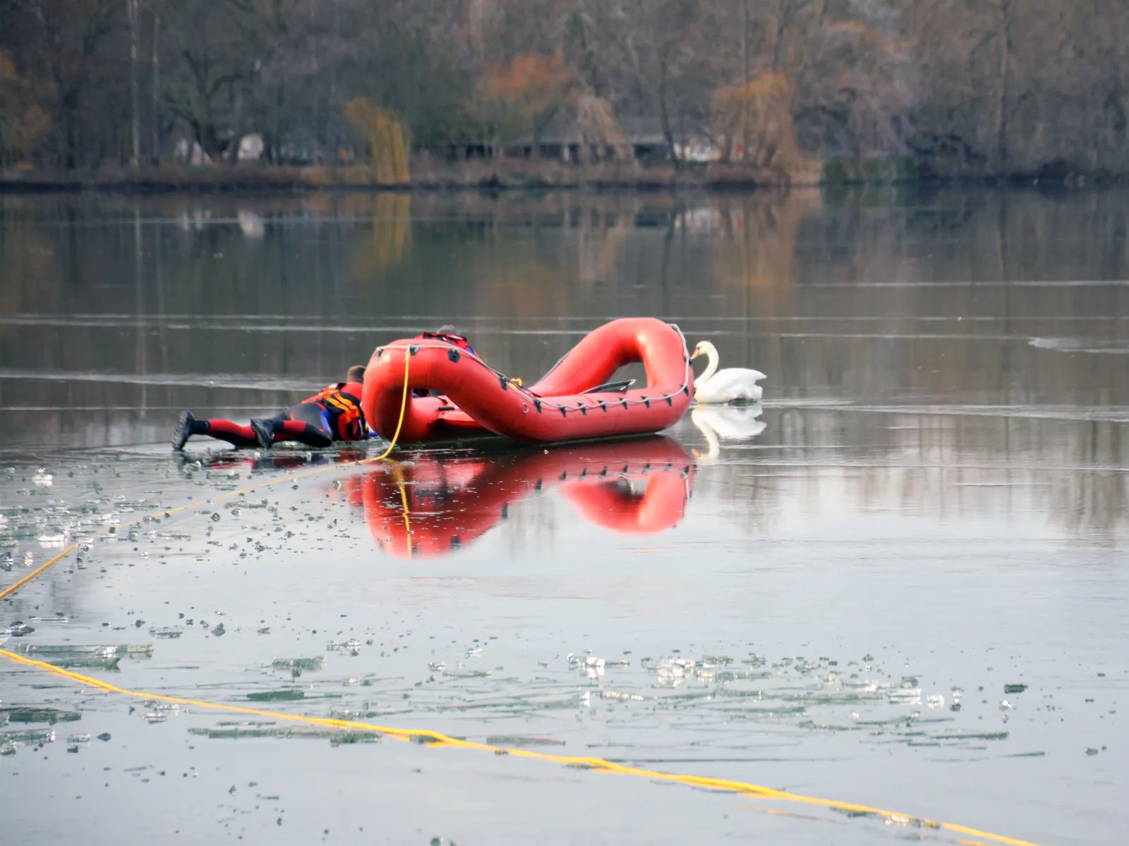 Ein entkräfteter Schwan musste von speziell ausgerüsteten Wasserrettern der Feuerwehr von einer Eisfläche auf dem Maschsee gerettet werden. 