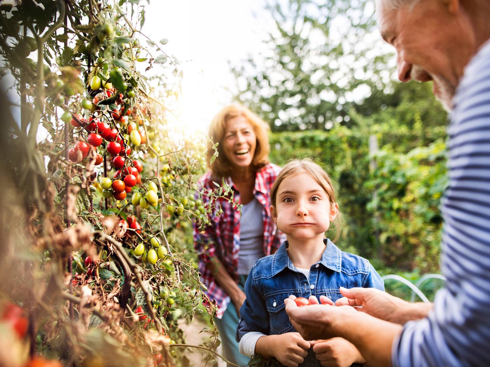 Ein Mädchen mit vollem Mund steht in einem Garten und bekommt von seinem Großvater etwas angereicht, während die Großmutter im Hintergrund steht und freundlich lacht.