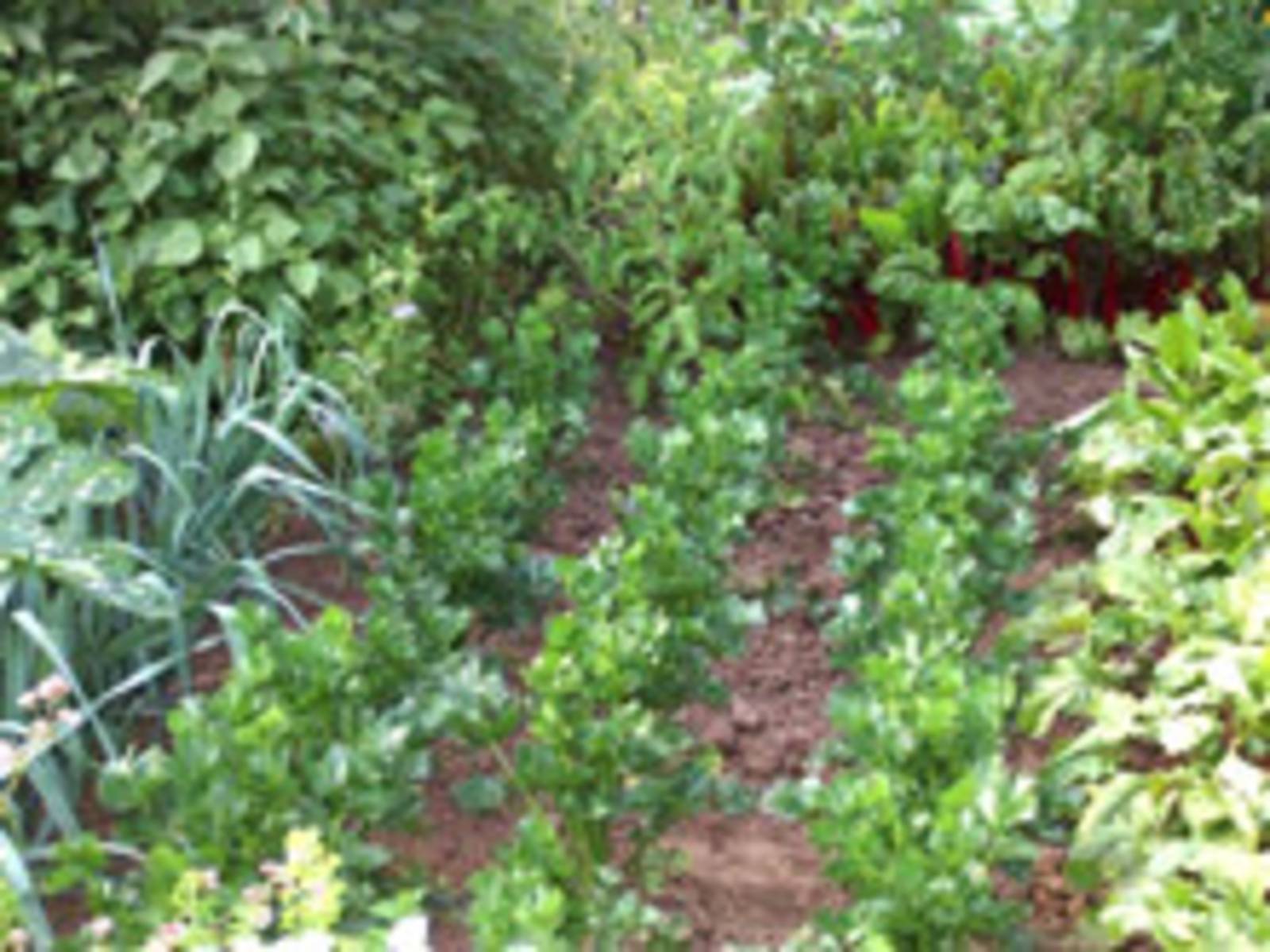 Mischkultur im Kleingarten: Salatpflanzen, Kohl, Zwiebeln und anderes Gemüse im Beet