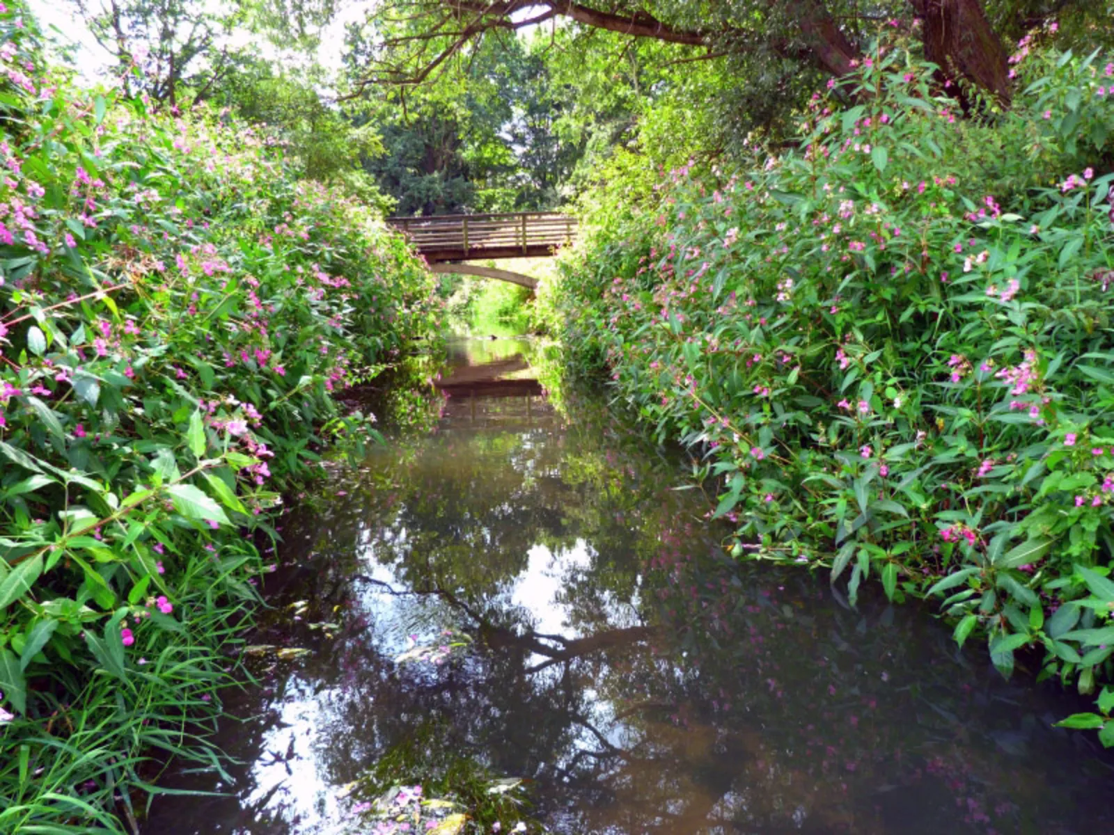 Ihme-Bach mit Springkraut am Ufer und Holzbrücke 