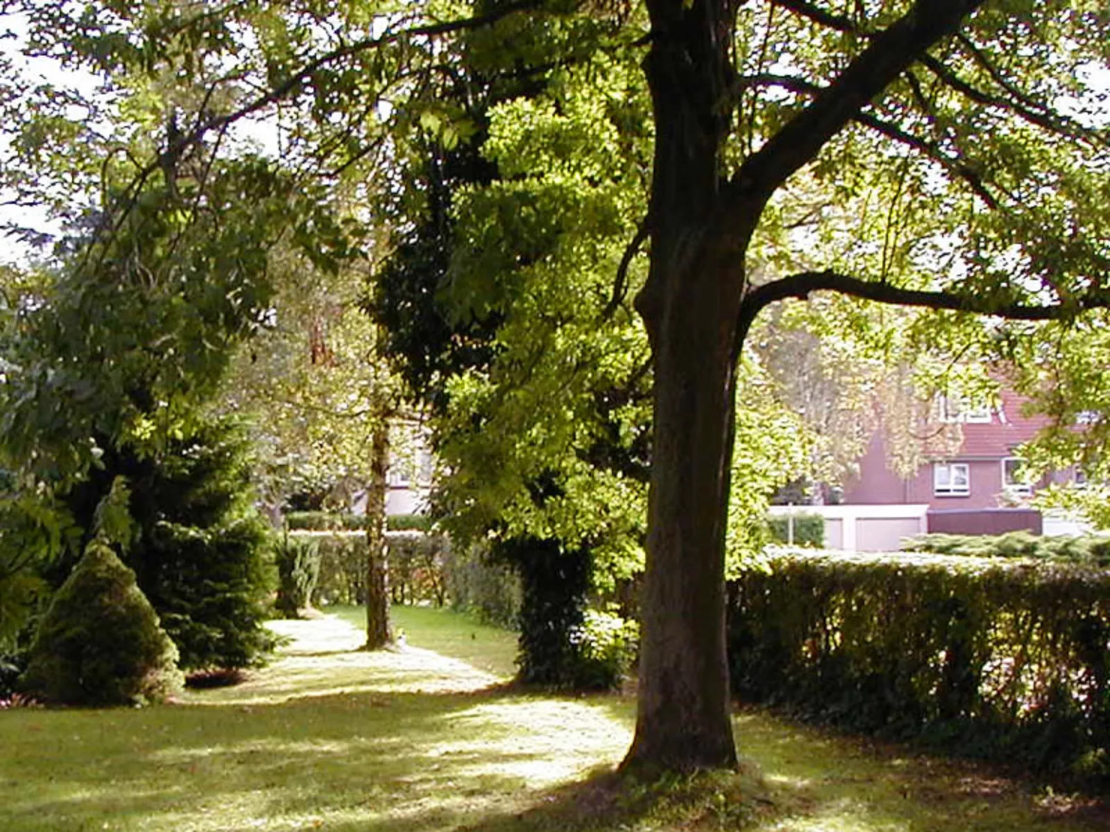 Mehrere Bäume in einem Garten