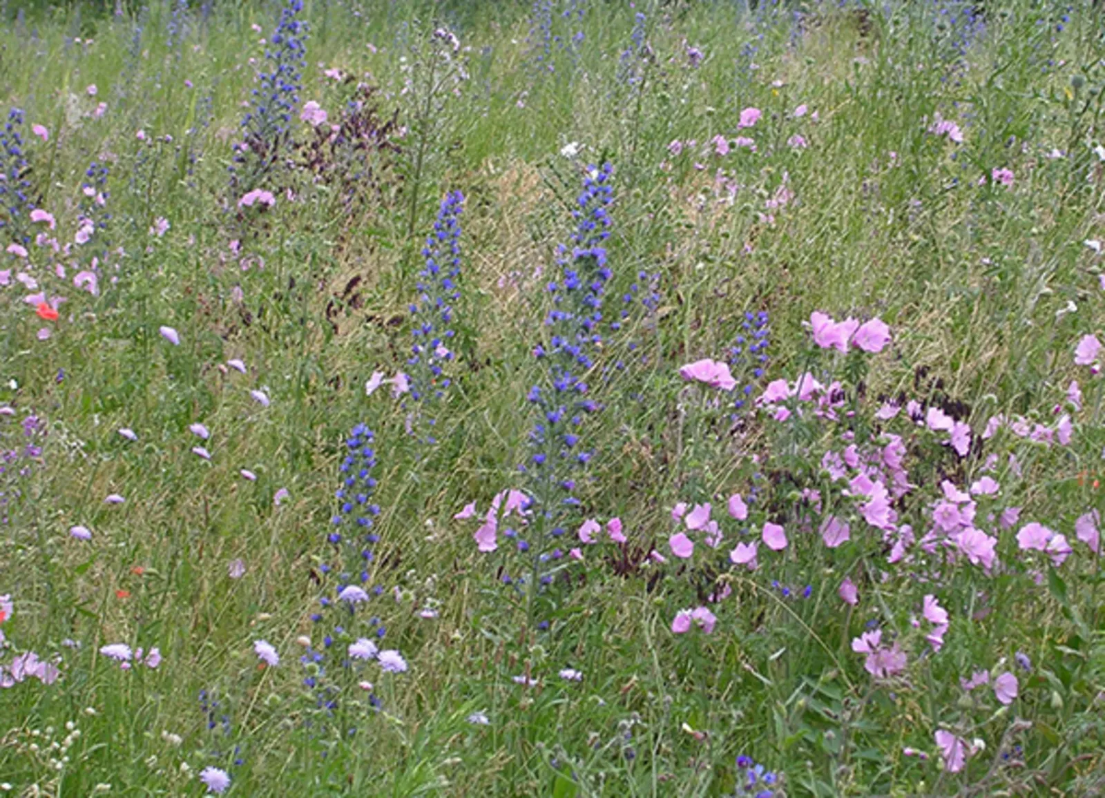 Eine Wiese mit blühenden Wildblumen