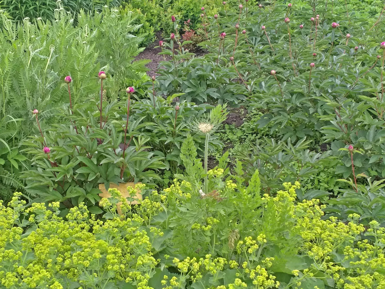 Ein Beet voller Pflanzen. 