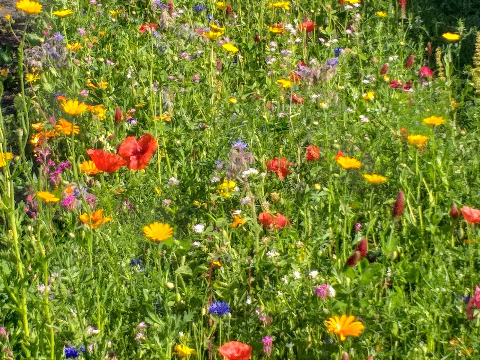 Eine Wiese voller Blumen. 
