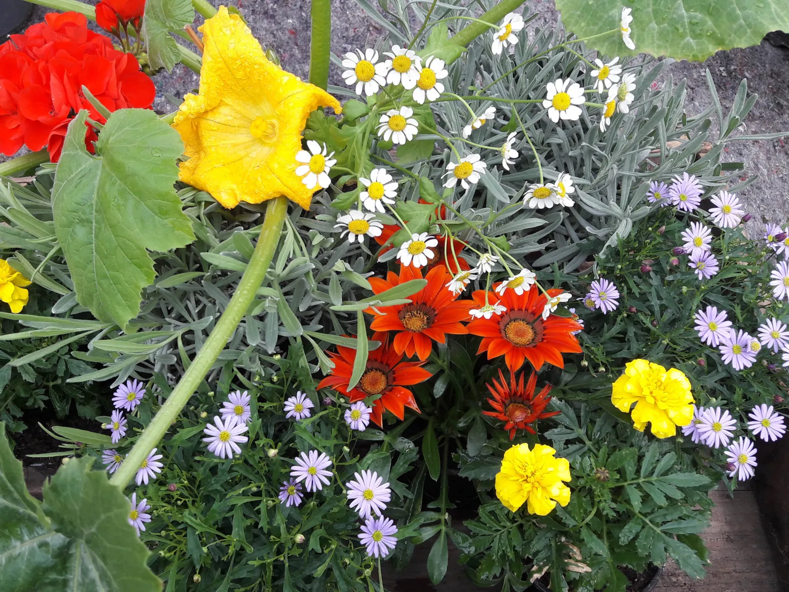 Blüten. 
