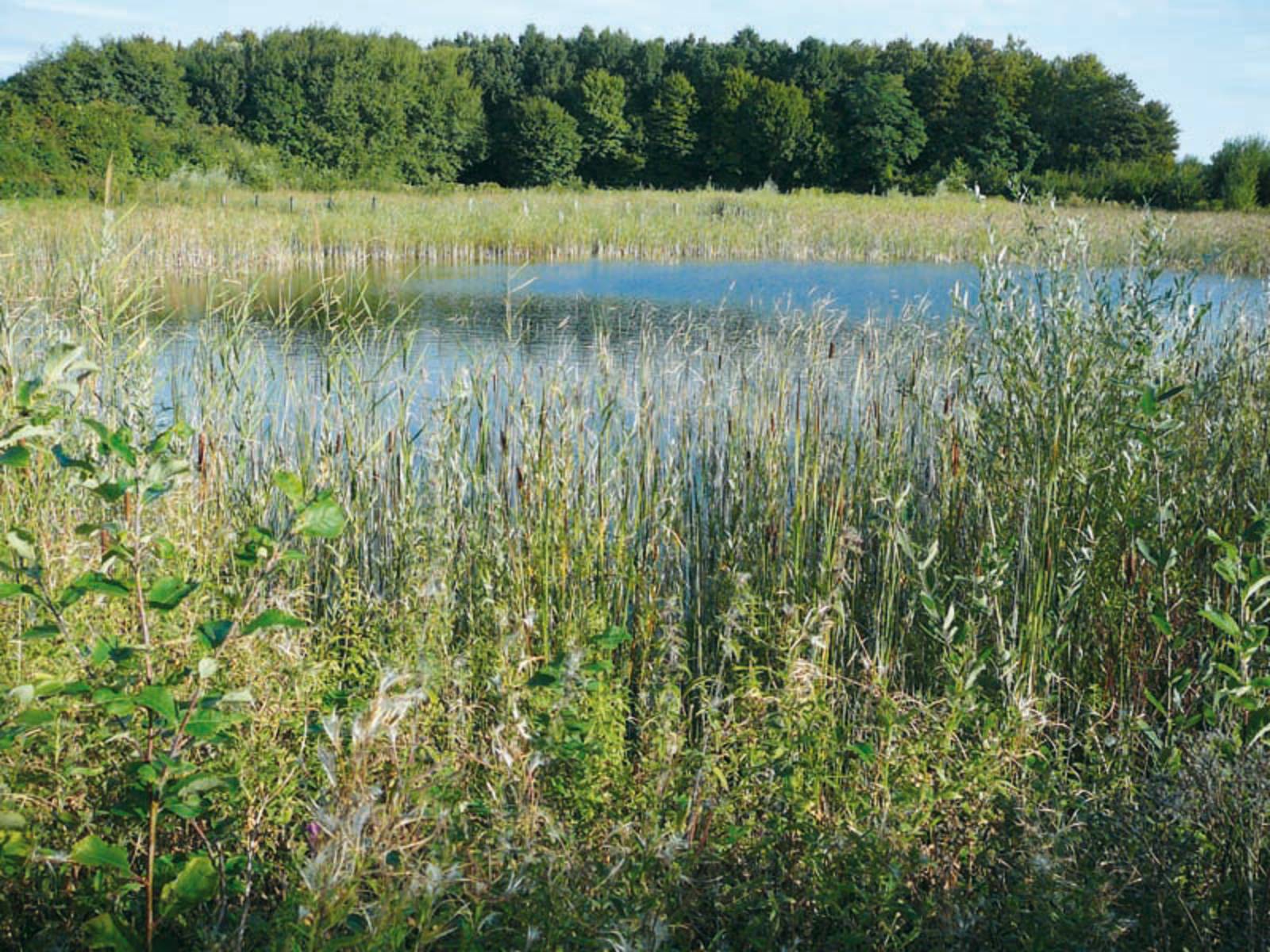 Gräser an einem Teich mit Wald im Hintergrund