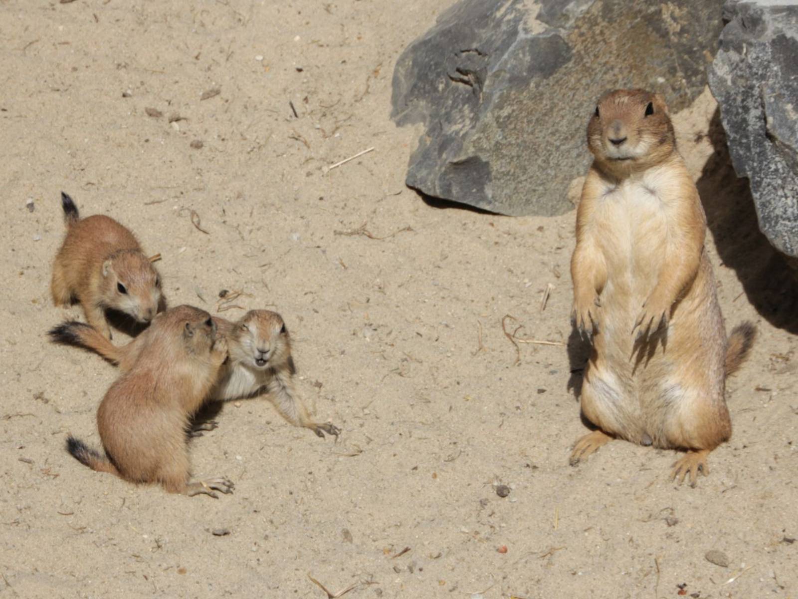 Junge Prärierhunde beim Spielen - ein Muttertier schaut zu. 