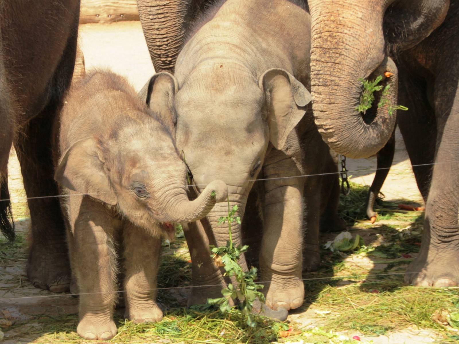 Große und kleine Elefanten beim Fressen. 