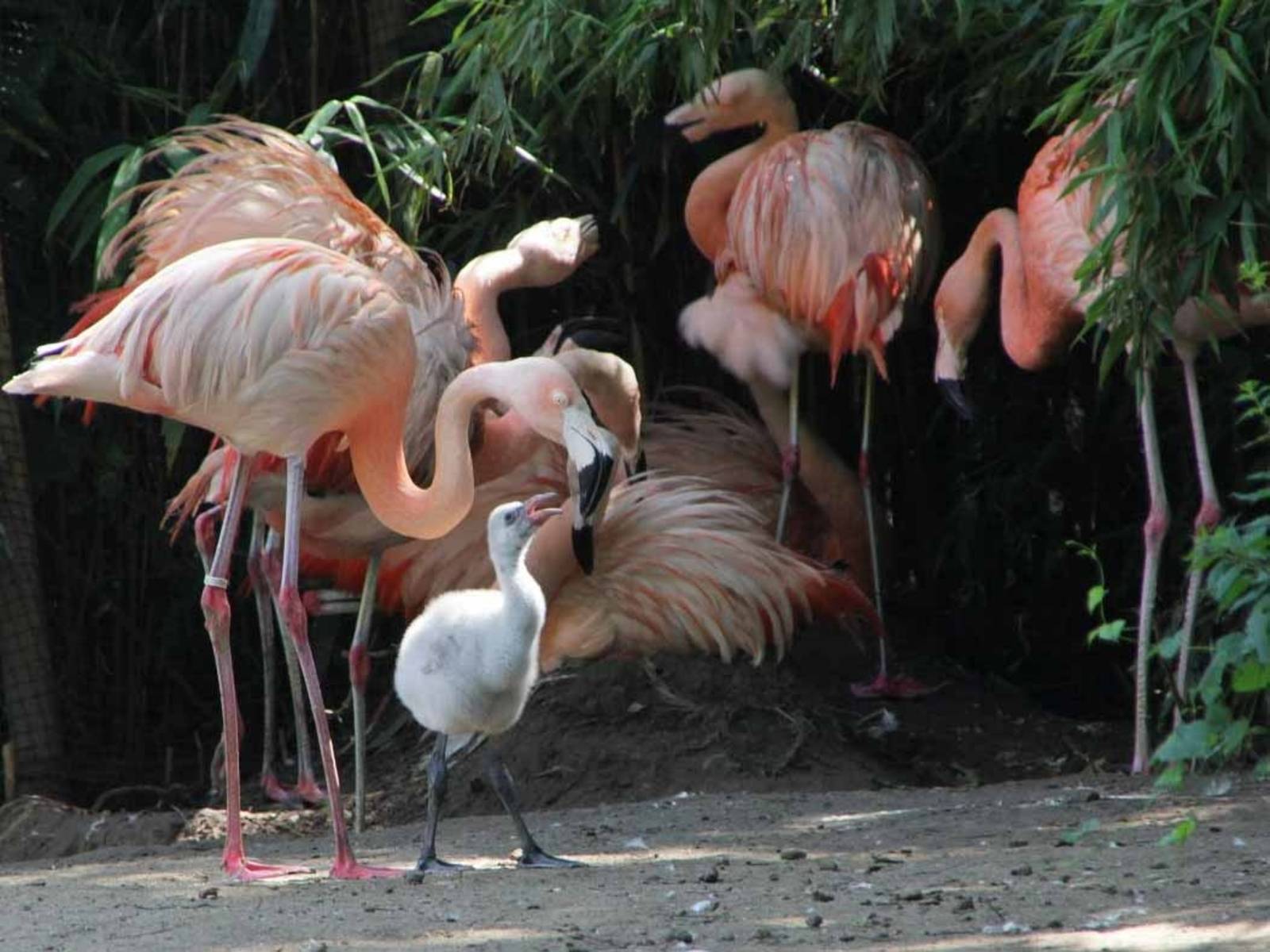 Ein kleiner Flamingo wird von seiner Mutter gefüttert. 