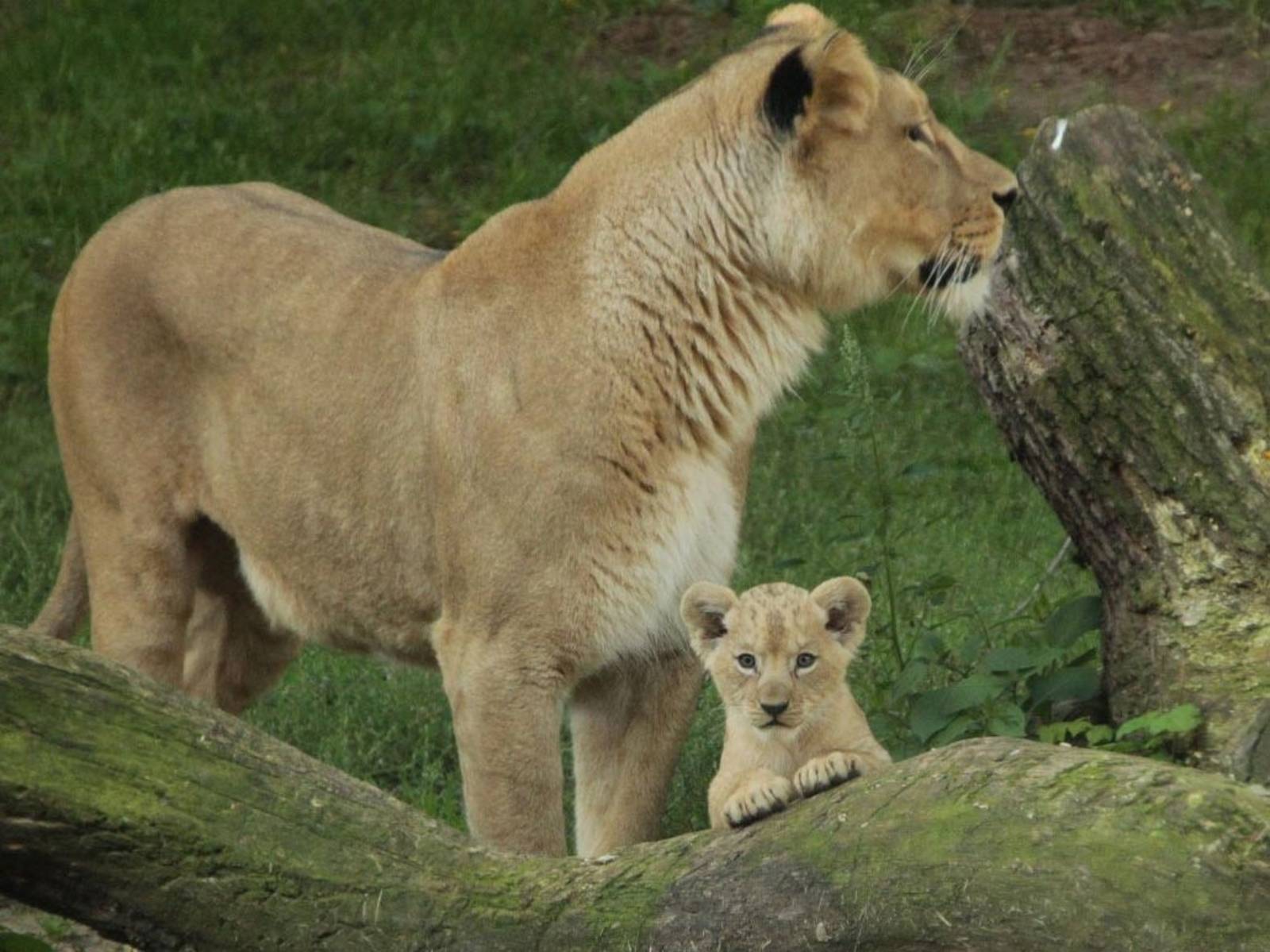 Löwenmutter mit Jungtier. 