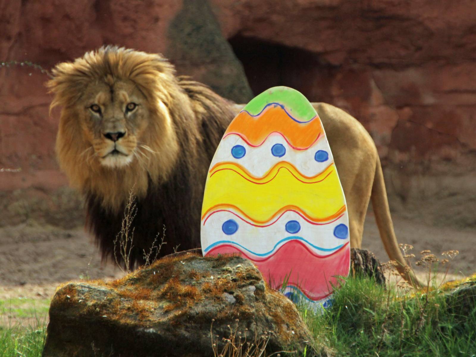 Löwe hinter einem Osterei.