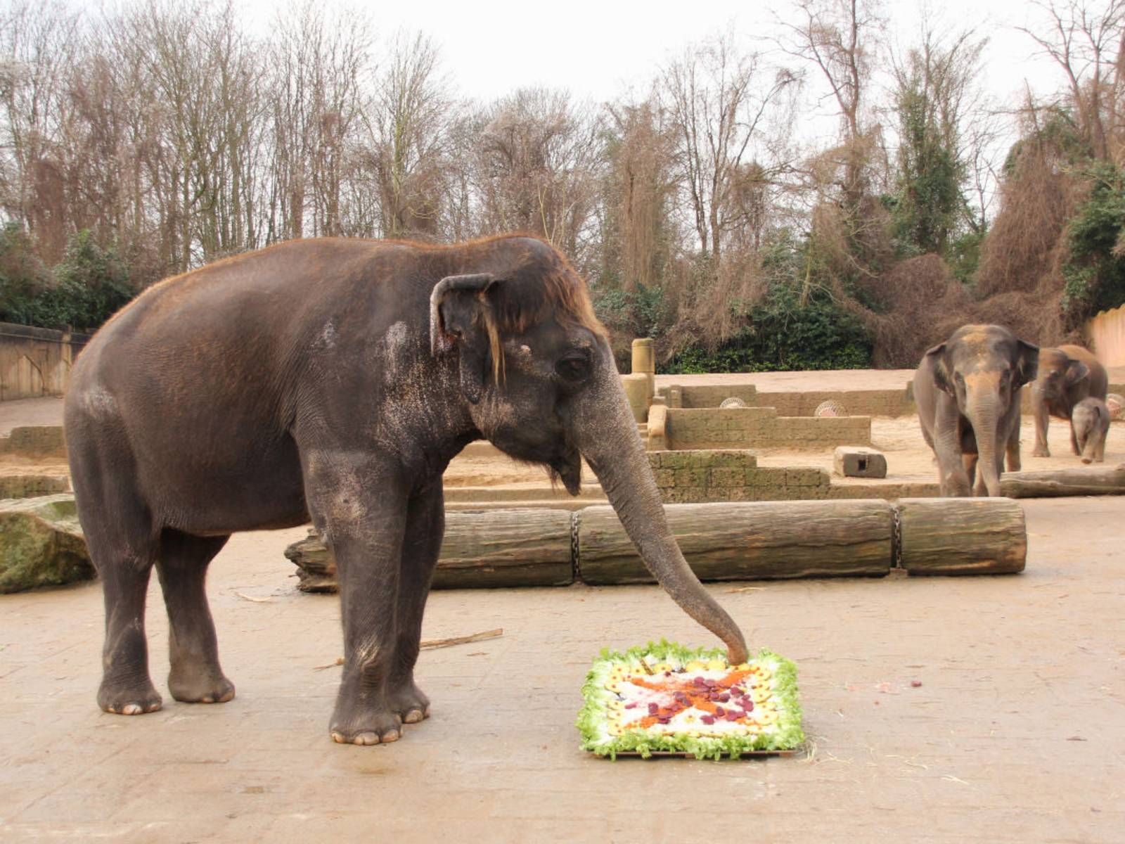 Ein Elefant isst von einer Gemüseplatte.