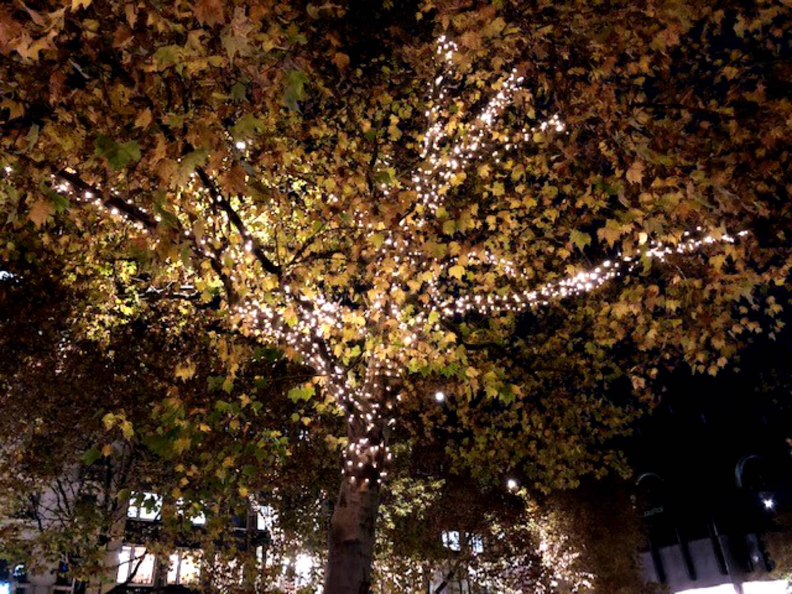Lichterkette in Baum