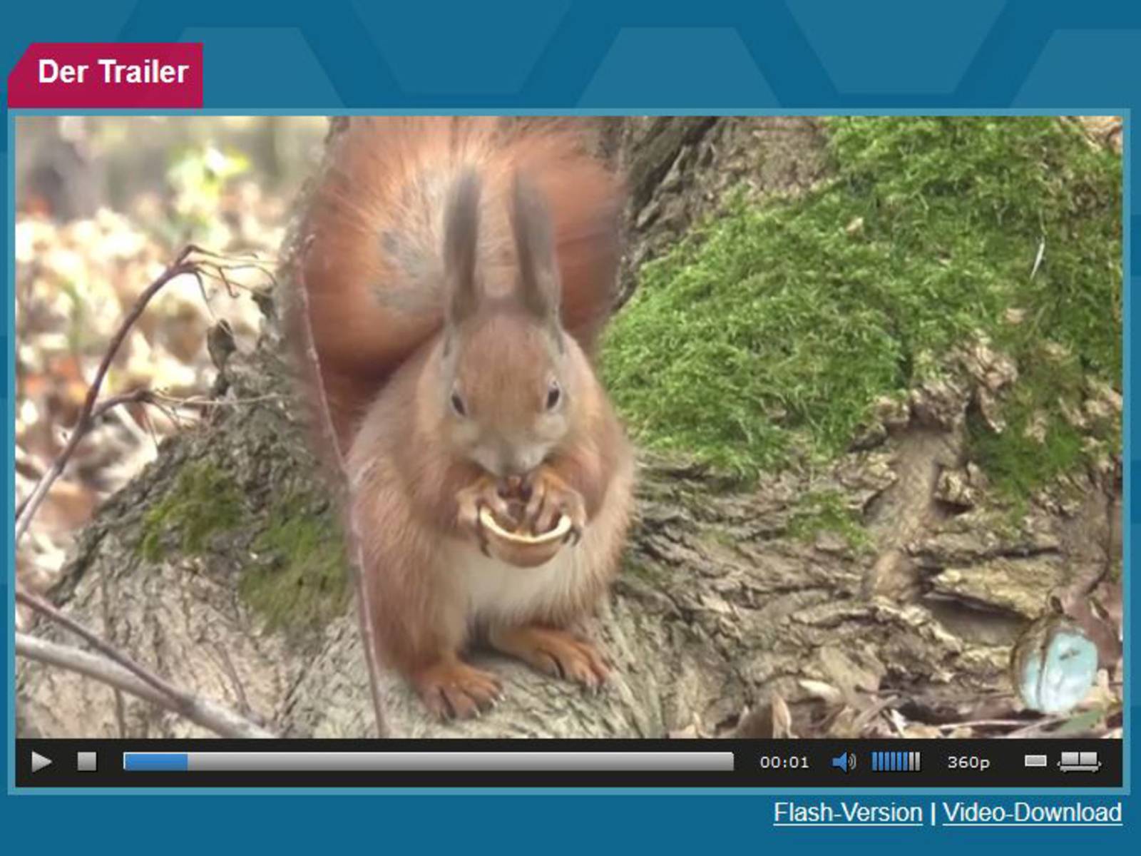 Filmausschnitt, der ein Eichhörnchen zeigt.