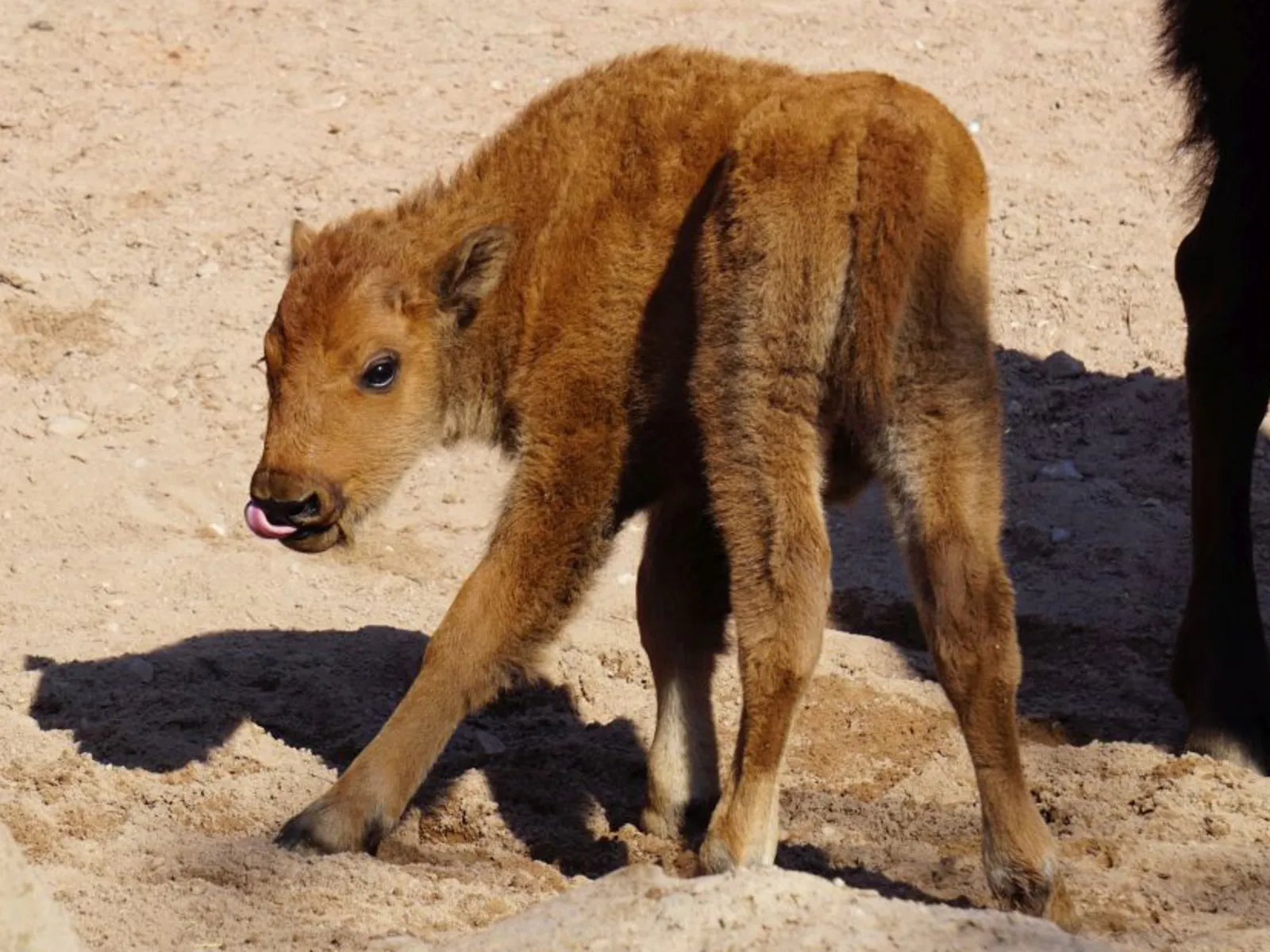 Kleines Bison steht auf wackeligen Beinen