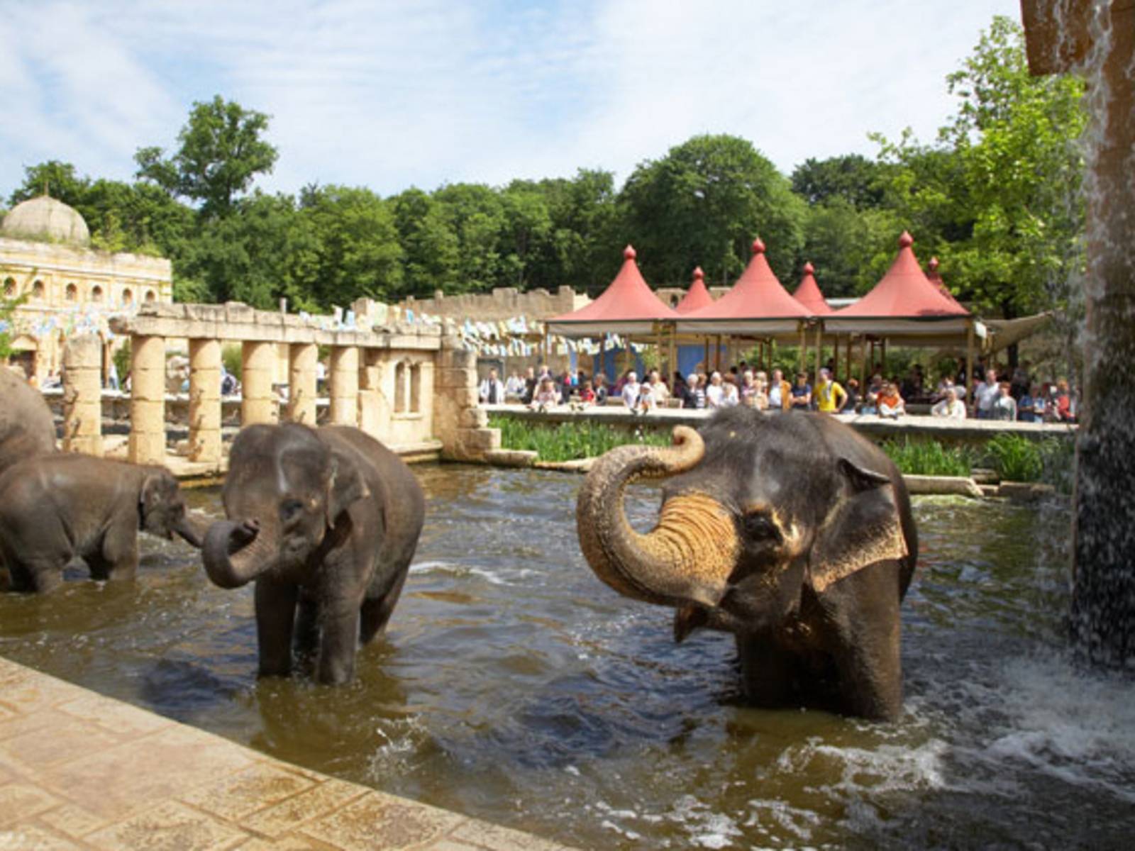 Elefanten im Wasser. 