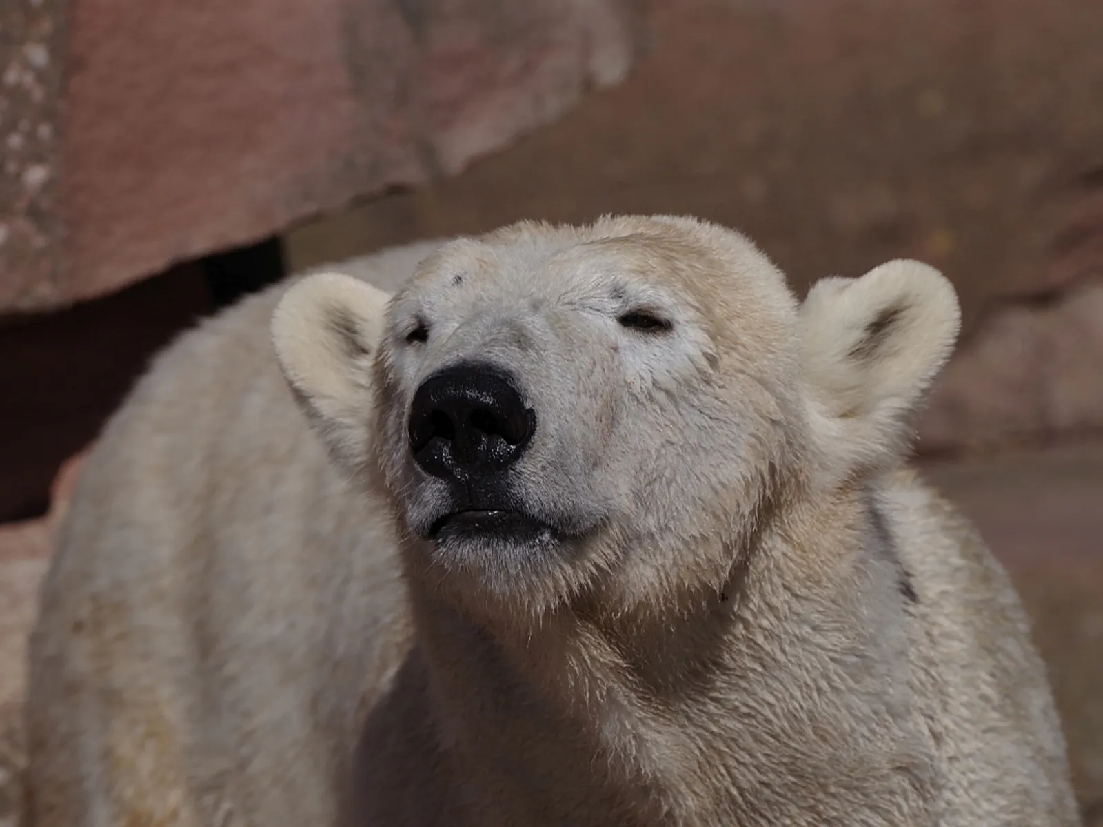 Weißer Bär