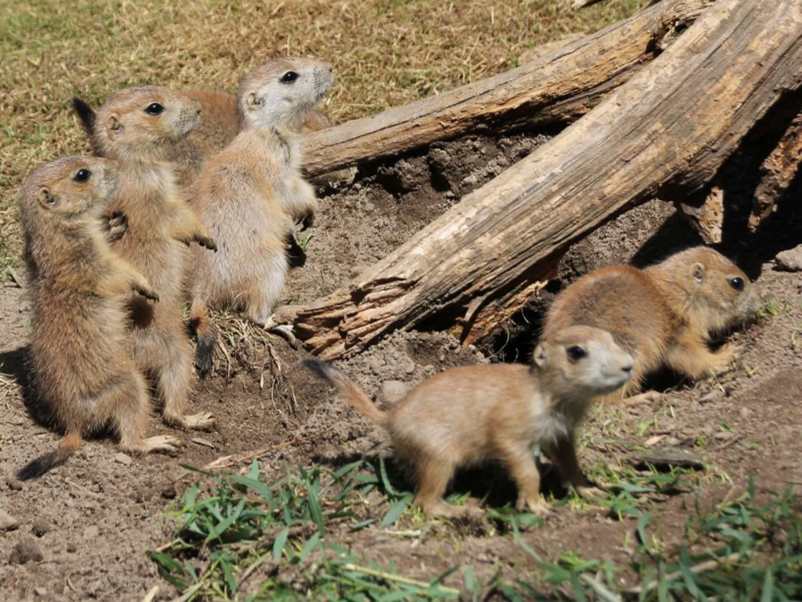 Kleine erdmännchenähnliche Tiere
