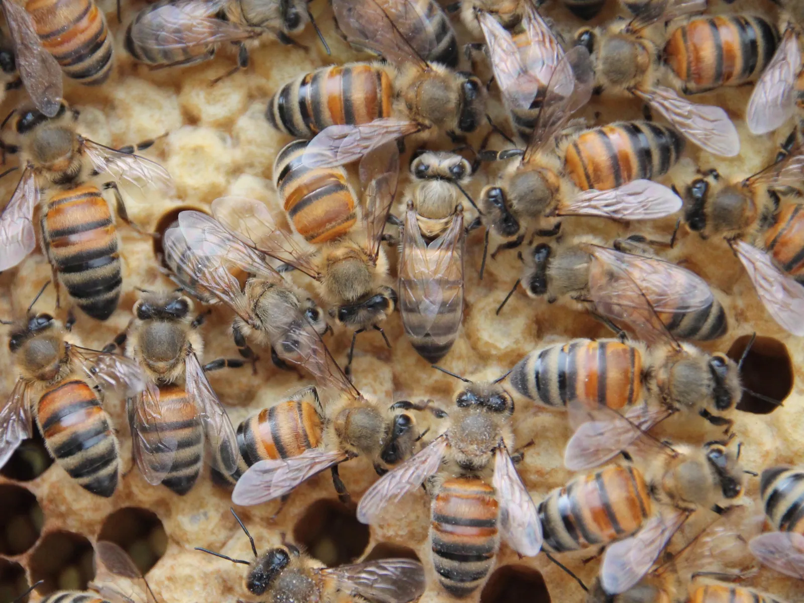Wabe mit Bienen. 