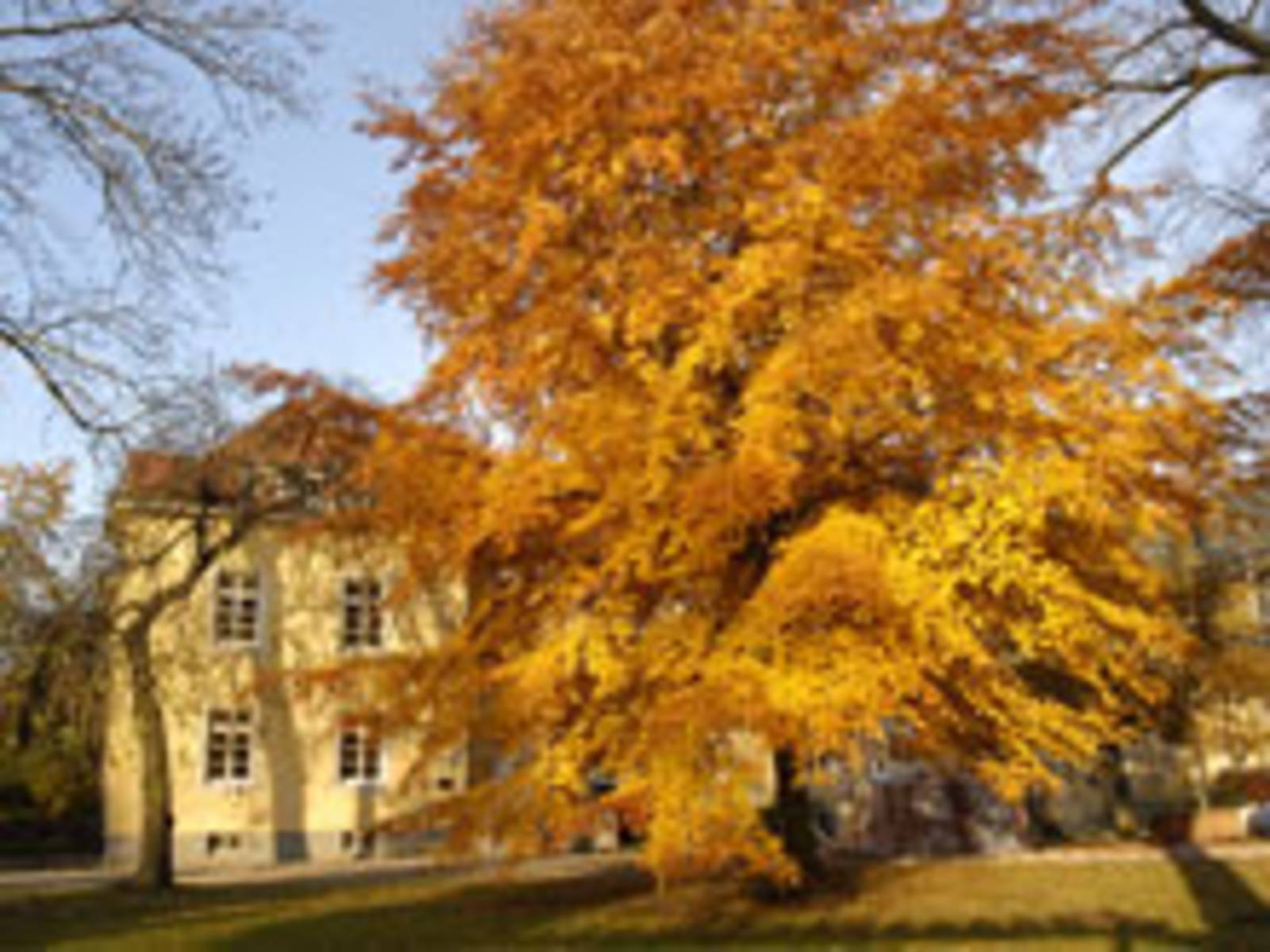 Laubbaum im Herbst in einer parkähnlichen Umgebung. Im Hintergrund ist die Seitenansicht eines Gebäudes zu sehen welches eine gelbe Fassade hat.