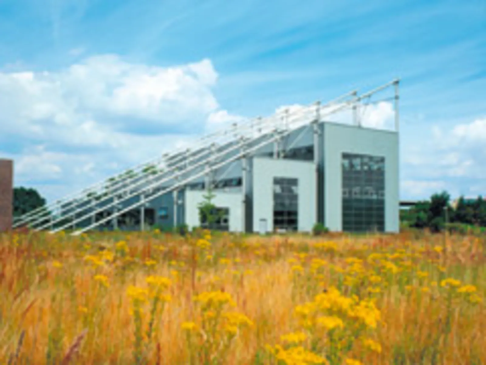 moderne Gebäude auf einer Wiese mit gelben Blumen
