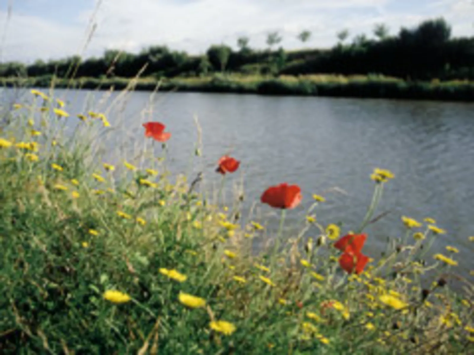 Blick zwischen roten Klatschmohnblüten und gelben Löwenzahnblüten hindurch auf den Mittellandkanal