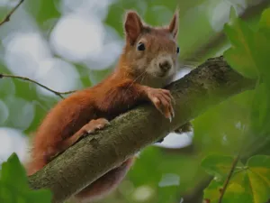 Eichh&ouml;rnchen
