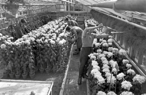 Gardener apprentices in the chrysanthemum hothouses of the school, c. 1938