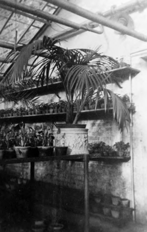 Year unknown: view of a hothouse with pot plants, in the foreground a palm tree