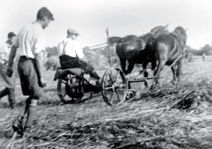 Hans Kreye on a horse-drawn mower 