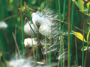 Gras mit weißen, an Wolle erinnernden, Blütenstand