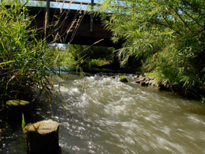 Fluß mit Schilf und Brücke im Hintergrund