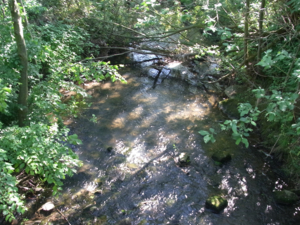 Flacher Fluss mit Steinen in einem Waldstück