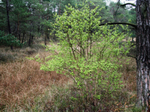 Ein hochgewachsener Busch einer Kulturheidelbeere steht in einer kargen Moorlandschaft mit Nadelbäumen und krautigen Gräsern.