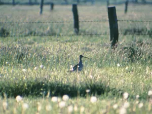 Vogel auf einer Wiese, im Hintergrund Z&auml;une