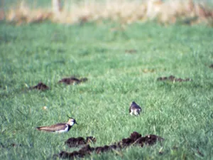 V&ouml;gel auf einer Wiese