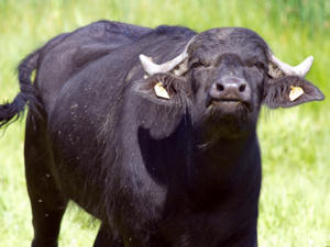 Ein Wasserbüffel hebt seinen Kopf der Kamera entgegen. Das Tier hat schwarzes Fell und auf dem Kopf zwei graue Hörner. Der Hintergrund ist grün.
