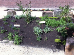 Klimagarten in der Herschelschule - Pflanzen