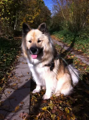 Hund