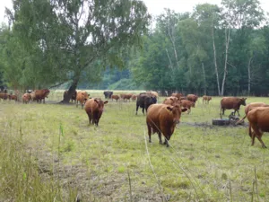 Eine Rinderherde auf einer Weide