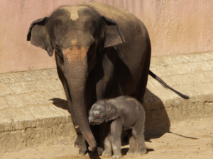 Ein kleiner Elefant mit einem großem Elefanten