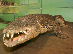Krokodil in einem Glasschaukasten.