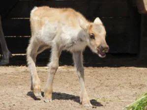 Ein Karibu-Kalb