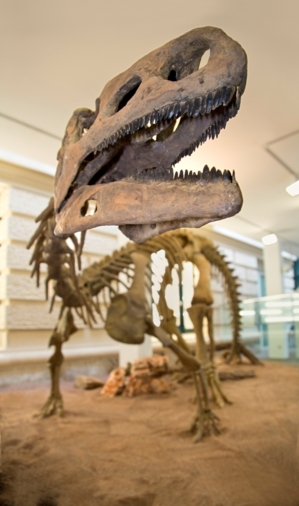 Das Skelett eines Dinosauriers