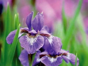 Pflanze mit gro&szlig;en Bl&uuml;ten